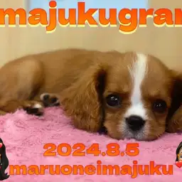 【 イマジュクグラム 】無防備すぎる癒し系キャバリアちゃまのお昼寝姿を大公開！