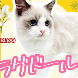 【 ラグドール 】生後4ヵ月！成長につれて可愛さが増して超美猫へ！