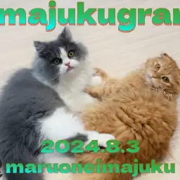 【 イマジュクグラム 】 ラガマフィンとスコティッシュのフレンドトレーニング！