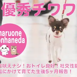 【 チワワ 】コンパクトに穏やかにペットライフを送るならばこの子が超オススメです!