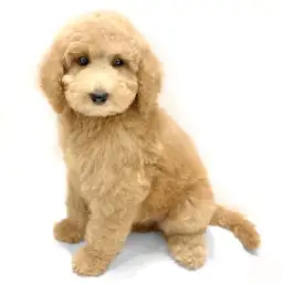 スタンダード・プードル