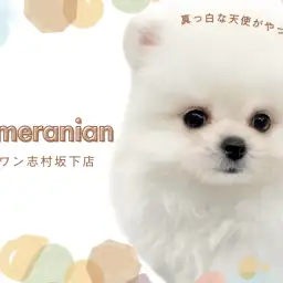 【 ポメラニアン 】純白のプレミアムプリンセス！ポメラニアンの女の子が入店！