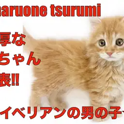 【 サイベリアン 】温厚な猫ちゃん代表！サイベリアンの男の子が登場！