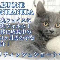 【 ブリティッシュショートヘア 】ブルーの被毛にゴールドの瞳の生後4ヶ月の男の子