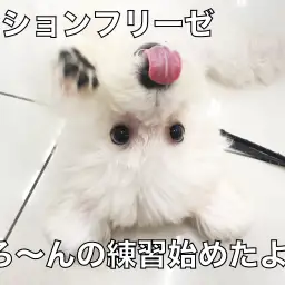 【 ビションフリーゼ 】ごろ～んマスター目指して練習スタート！