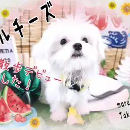 【 マルチーズ 】生後5ヵ月半で約1.2㎏の小さい男の子は社会化もバッチリ!!