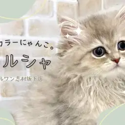 【 ペルシャ 】ゴージャスなルックスと珍しいカラーが魅力的なペルシャちゃん!