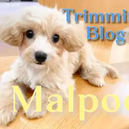 【 MIX 】トリミングも経験して可愛らしさ、飼いやすさも増した小柄なマルプー!