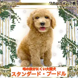 【 スタンダード・プードル 】賢く明るいとっても素敵で大きなプードルちゃん