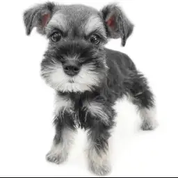 ミニチュア・シュナウザー