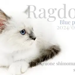 【 ラグドール 】飼いやすさ抜群!優雅で美しいルックスに穏やかな性格の女の子