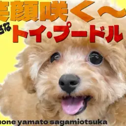 【 トイプードル 】お外デビュー目前！元気印で小柄なトイプー女の子の2nd記事