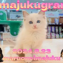 【 イマジュクグラム 】ブルーポイントバイカラーの目ヂカラ最強ガール登場!