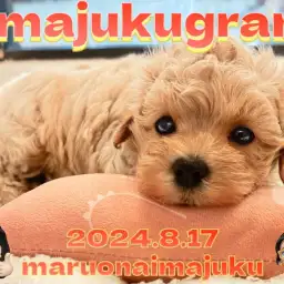 【 イマジュクグラム 】マルチーズとトイプードルのぬいぐるみ系MIX犬登場！