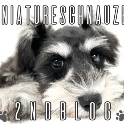 【  ミニチュアシュナウザー】シュナカットでちょっぴり大人！【2nd BLOG】