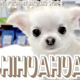 【 チワワ 】驚きの短めマズルの持ち主!ぬいぐるみのような小さめガール