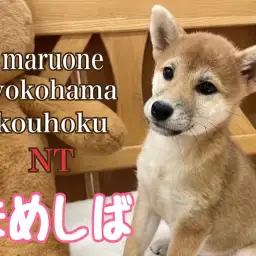 【 豆柴 】豆柴ちゃんの出来る事が増えた生後3ヶ月の成長記録