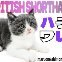 【 ブリティッシュ 】キャラクター性抜群!ハチワレ模様と丸顔が可愛いコミカル猫!