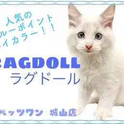 【 ラグドール 】おっとり癒し系！当店自慢の大きなぬいぐるみニャンコ