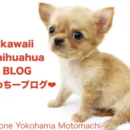 【 チワワ 】横浜元町店の可愛いちーちゃんのかわちーなブログ！
