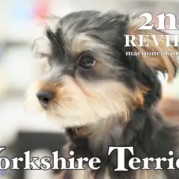 【 ヨーキー 】トレーニングはバッチリ！生後90日を迎えた陽気なイケメンワンコ！