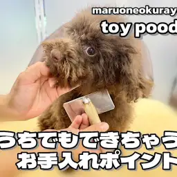 【 トイプードルのお手入れ 】おうちでもできる方法を6つのポイントでご紹介!