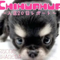 【 ブラックタン チワワ 】愛されフェイスな女の子の入店20日目成長レポート!
