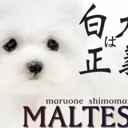 【 マルチーズ 】体は小さく、愛は大きく!純白を纏ったベビーフェイスドック!
