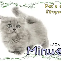 【 ミヌエット 】見ればわかる！可愛さ満載のミヌエットちゃん登場！