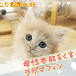 【 ほっこり北通Vol.95 】ご飯の食べ方が赤ちゃんすぎるラガマフィンくん