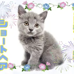 【 ブリティッシュショートヘア 】超丸顔の美猫が登場！魅惑のブルーの被毛は必見！