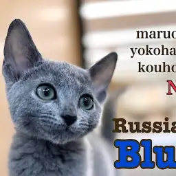 【 ロシアンブルー 】超甘えんboyの今をご紹介！