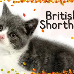 【  ブリティッシュショートヘア 】まん丸天使のブリティッシュくんがやってきた!