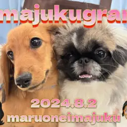 【 イマジュクグラム 】お散歩デビュー記念!生後5ヶ月のダックスちゃまに密着!