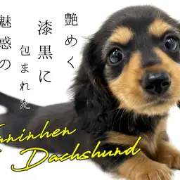 【 カニンヘンダックスフンド 】艶めく漆黒に包まれた魅惑のスタイル！