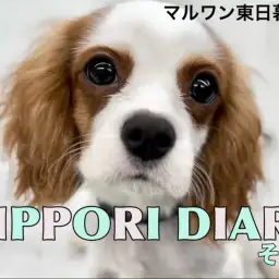 【 NIPPORI DIARY その9 】されるがままの癒し癒されキャバリア男子