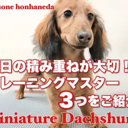 【 ミニチュアダックスフント 】お散歩大好き女子!生後5ヶ月の成長レポート!