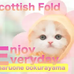 【 スコティッシュフォールド 】被り物が世界一似合う!リアルモフサンド!!