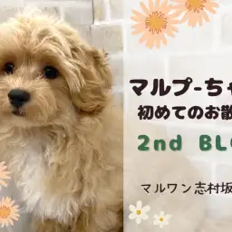 【 MIX 】初めてのお散歩に挑戦！マルプーちゃんのトレーニングの様子をご紹介！