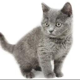 ブリティッシュショートヘア