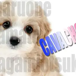 【 キャバション 】無敵の最強MIX！受け継がれた可愛いルックスの魅力をお届け！