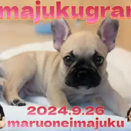 【 イマジュクグラム 】フォーンカラーのペチャ顔プリンセス！フレブルの女の子入店