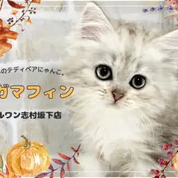 【 ラガマフィン 】小さなホワイトタイガー!珍しい色のラガマフィンちゃんが登場!