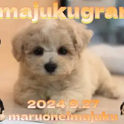 【 イマジュクグラム 】ビションフリーゼとトイプードルの最強MIXが仲間入り！