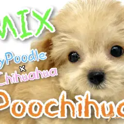 【 MIX 】プーチワMIXが横浜上陸！プレミアムな愛されキャラ！