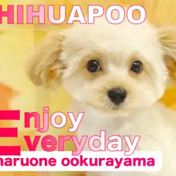 【 チワプー 】生後98日目！トリミングして更に可愛く大変身なのだっ！！