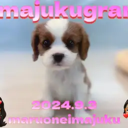 【 イマジュクグラム 】奇跡のブレナムスポットを持つキャバリアの女の子登場！