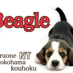 【 ビーグル 】天真爛漫!小さなハウンドドック入店9日間の様子