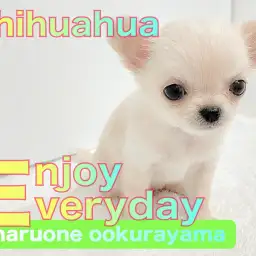 【 チワワ 】生後58日目・体重330gの超コンパクトなクリームカラーの女の子!