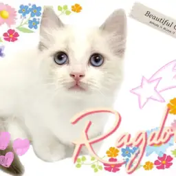 【 ラグドール 】美しき美貌!甘えん坊ラグちゃんが極上の癒しをお届けします!